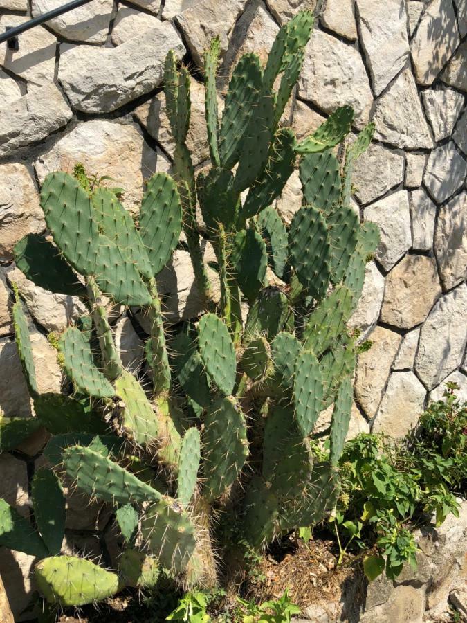 Apartment Opuntia Piran Exteriér fotografie